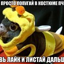 ���� Tigrulya, ������� - ��������� 22 ������� 2016 � ������ ���� ����������