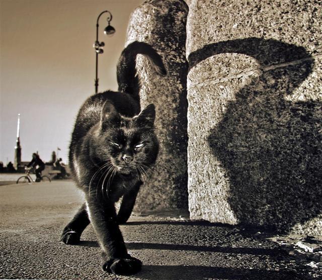 ))).Я смеялась...присоединяйтесь, любители кошек! "Про Кота и эмиграцию"Мой Кот ушел. ...