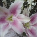  Irina, , 56  -  9  2017   *My flowers*