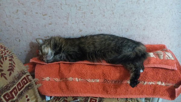 #Безкота_добро.Нашли чудо в подъезде совсем котенком, только-только открылись глазки. Долго думать ... - 4