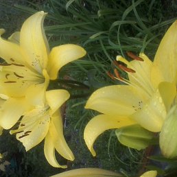 ���� ����, ������������, 55 ��� - ��������� 10 ������ 2017