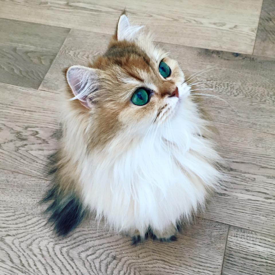 Smoothie the Cat Fan's - 28  2016  12:38