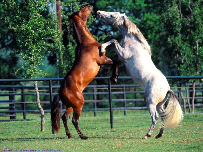 )))..    ,     ,    ... - 4