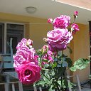 ���� Svetlozar, �����, 46 ��� - ��������� 4 ������� 2016 � ������ ��������� 2015�