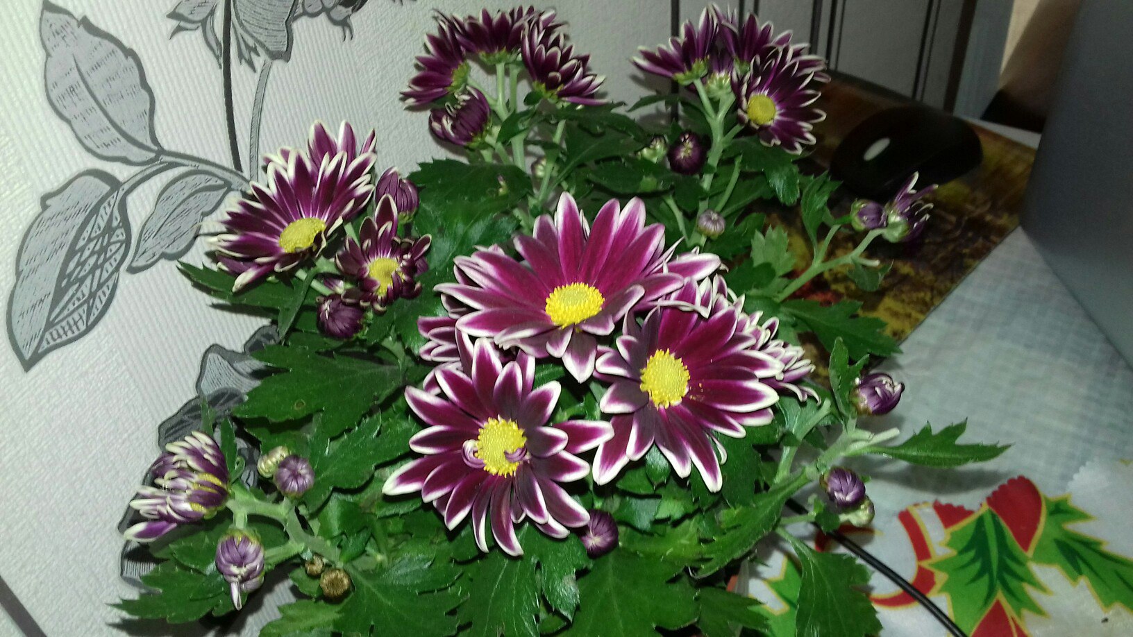 Людмила - 11 марта 2017 в 10:25