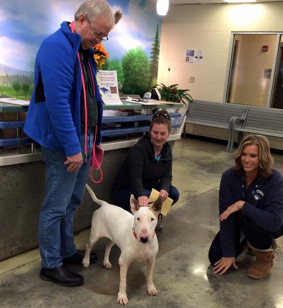 Давайте верить в чудеса).Эта собака породы бультерьер была доставлена в приют города Мемфис (штат ...