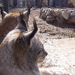 ����, ��������, 57 ���