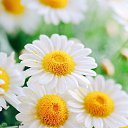 ���� Mary, �����-���������, 31 ��� - ��������� 9 ������� 2016 � ������ ������ ��������