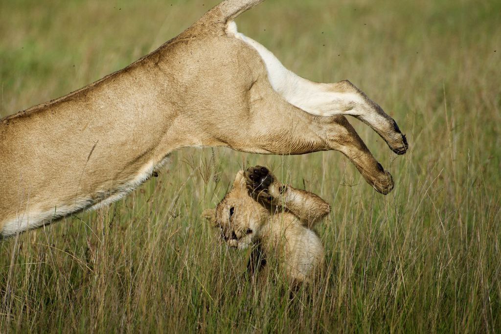   ,   National Geographic   2016  ( ... - 5