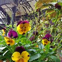  , , 60  -  11  2016    - 2016