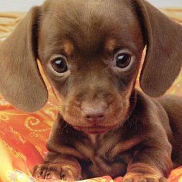 ���� Arthur, �������, 46 ��� - ��������� 20 ����� 2017