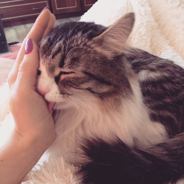 #ваши_котики@catism.Фея. Феюша. Самая понимающая и любящая женщина на свете. Нашла ее зимой ...