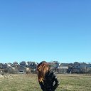 ���� ����, ����, 29 ��� - ��������� 22 ������ 2016 � ������ ������ ��������