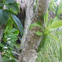    -  ,  -  6  2016    2014.  11.  lawana ( )