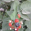 ���� �������, ������, 35 ��� - ��������� 7 ������� 2016 � ������ ���� ����