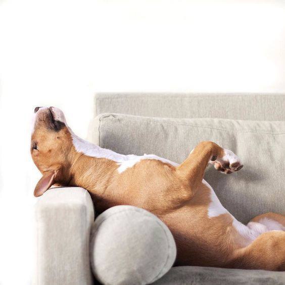 Суббота она такая).Показывайте своих диванодавов