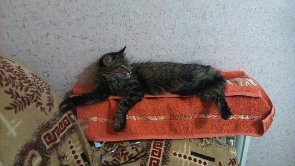 #Безкота_добро.Нашли чудо в подъезде совсем котенком, только-только открылись глазки. Долго думать ... - 3