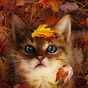 ���� ����, ����������, 52 ���� - ��������� 13 �������� 2016 � ������ ���� ����������