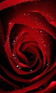 ���� �����, ��������, 54 ���� - ��������� 9 ������� 2016 � ������ ���� ����������