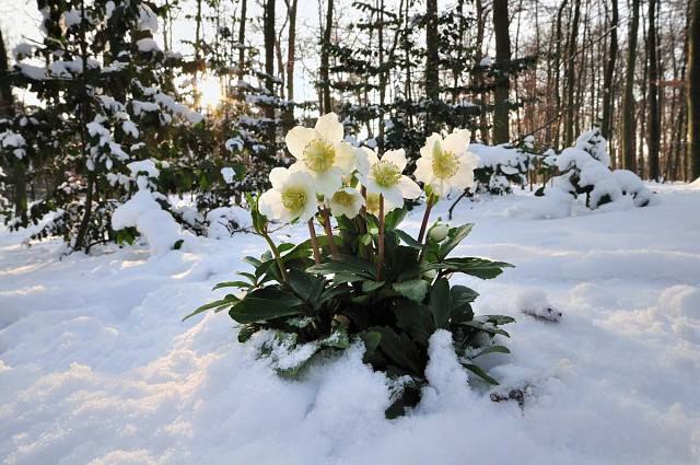   .      ( hellebores),  ...