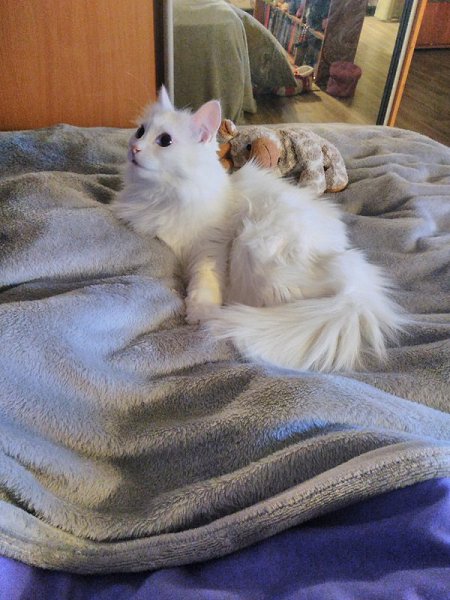 #истории@catism.Живет у нас достаточно давно кошка, которая всегда помогает помириться членам семьи. ...