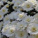  , , 60  -  11  2016    - 2016