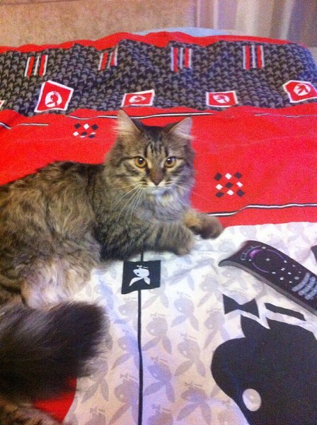 #Безкота_добро.Наши подобрыши милашки: первого мы взяли у замечательной девушки волонтера,когда мы ... - 2
