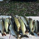 ���� ������, ������������, 68 ��� - ��������� 2 ������� 2016 � ������ ���� ����������