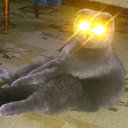  .., , 51  -  5  2016   ߻