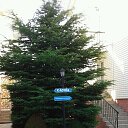 ����������� 2017 �� ������� �����