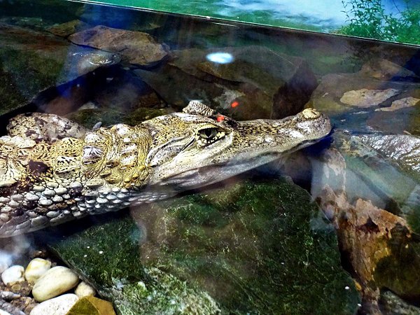     .1.  ,      ... - 10