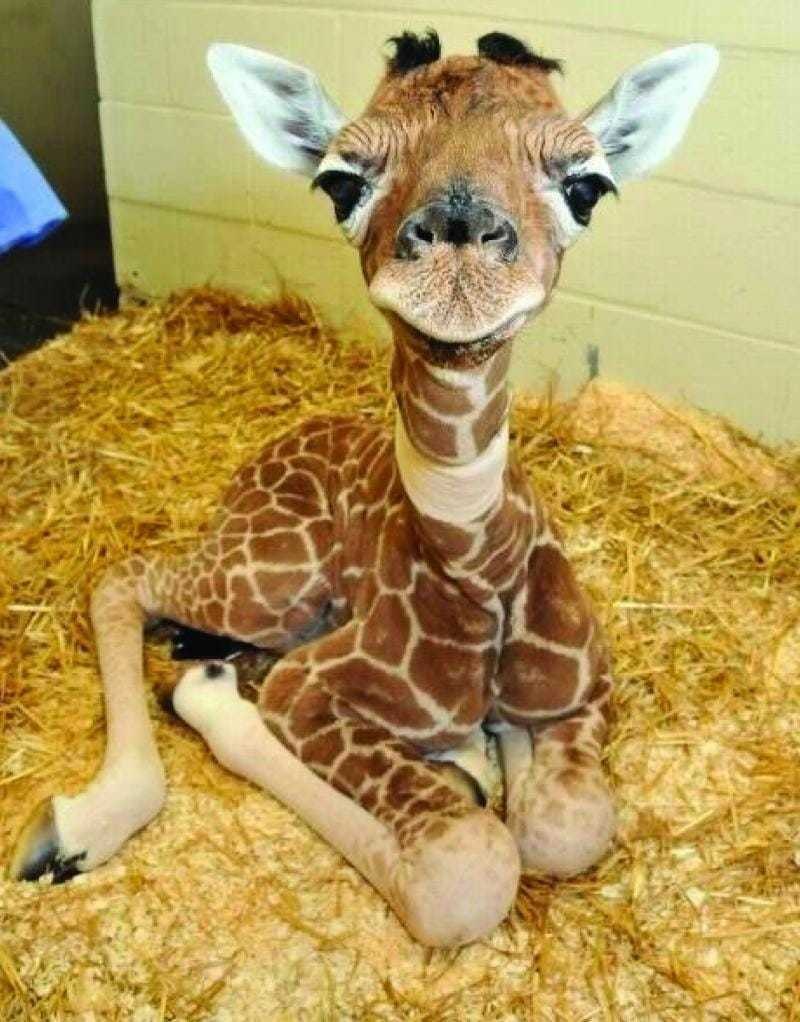 Новорожденный Жираф. Детеныш жирафа. Детёныш жирафа новорожденный. Маленький Жирафик. Смешные животные для детей