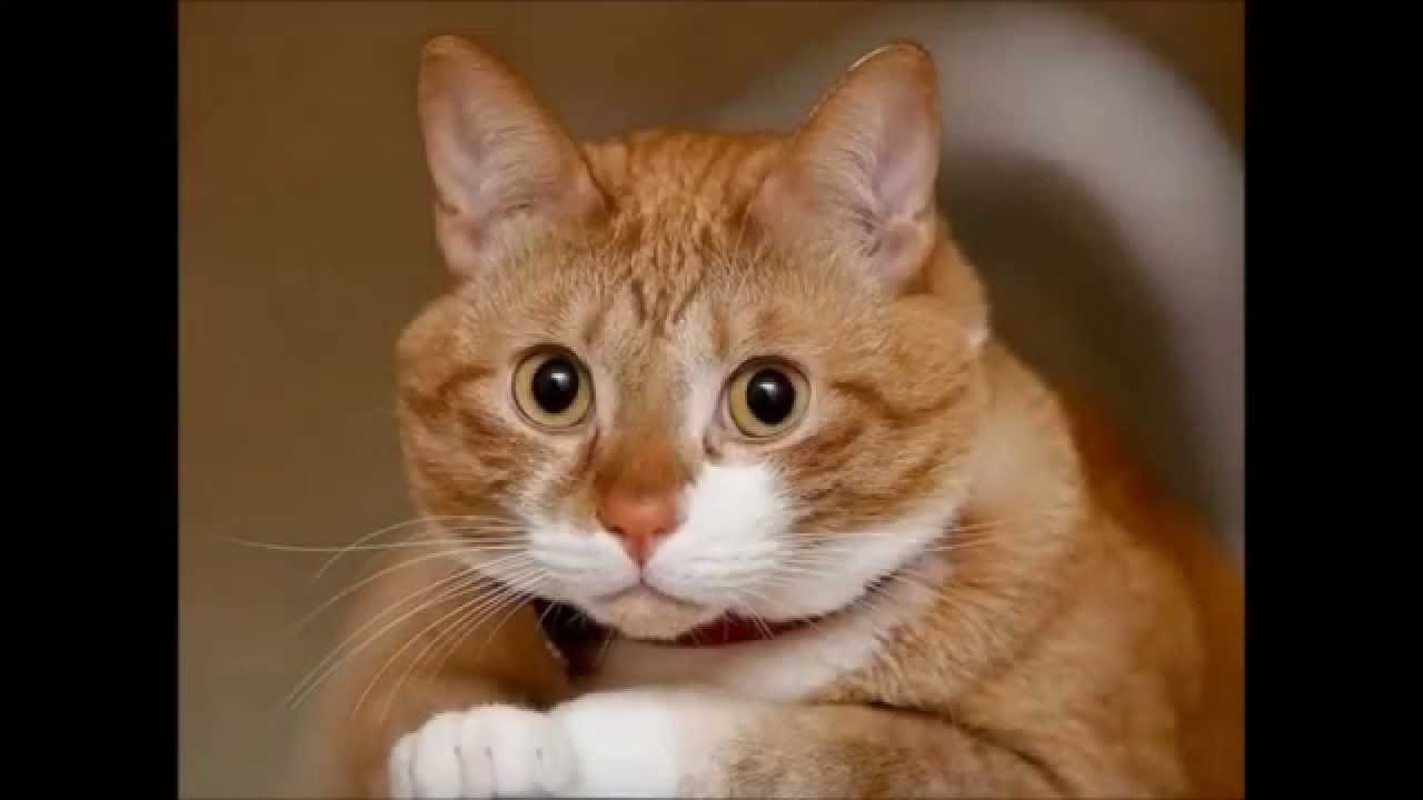   .      .        ...  ...