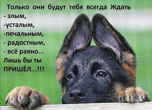 Человек обидит Вас легко... и предаст, и грубо Вам ответит… А собака любит Вас за то, что Вы просто ... - 5