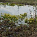  , , 36  -  3  2017    ( 2017)