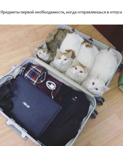 9 счастливых животных, с которых нужно начинать свой день. - 7