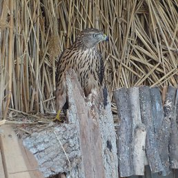 ����, ���