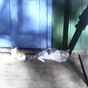���� ���������, �����, 59 ��� - ��������� 3 ������� 2017 � ������ ���� ����������