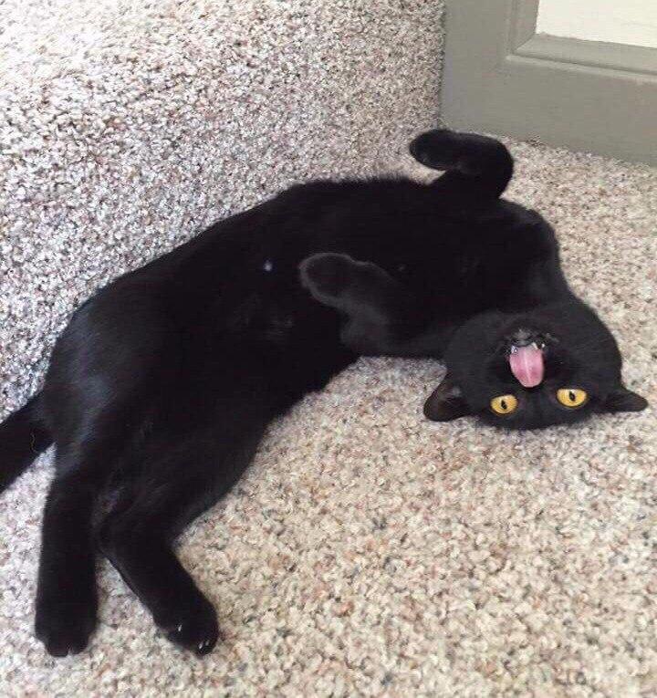 Смешной черный кот. Смешные черные коты. Черный кот лежит. Смешной черный котенок. Прикольные черные