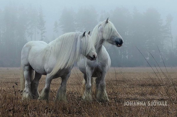 У нас розыгрыш, не пропусти! Переходи по ссылке: https://vk.com/horseworld?w=wall-27309926_83776