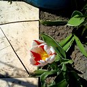 ���� Vassa, ���� - ��������� 9 ��� 2017 � ������ ������ ��������