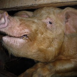 ���� Alex, �����-���������, 48 ��� - ��������� 8 ���� 2017