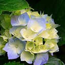  Elianora, , 55  -  19  2017    