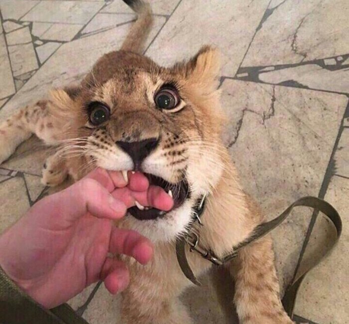 ))