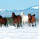 ���� ������, �����������, 75 ��� - ��������� 20 ���� 2017 � ������ ����Ȼ