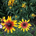 ���� �����, �����������, 62 ���� - ��������� 30 ���� 2017 � ������ ���� ������