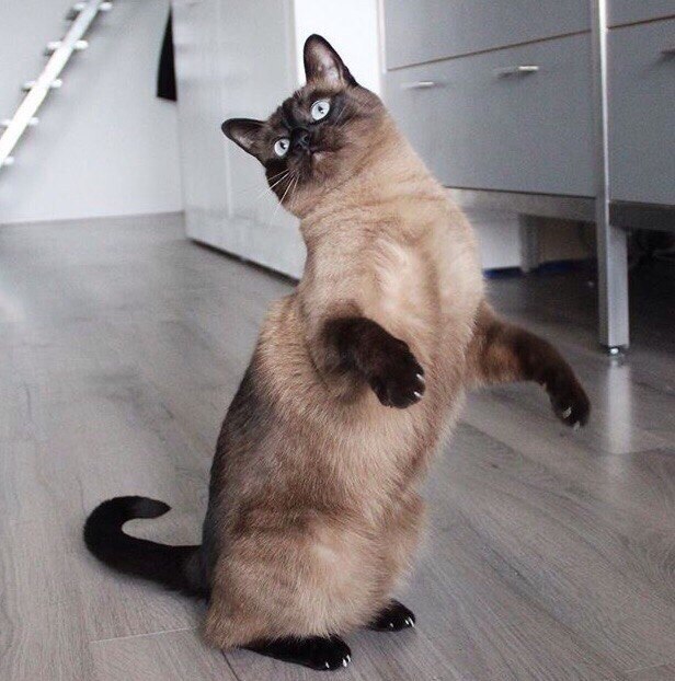 ,     