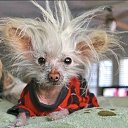 ���� Ը���, ������, 51 ��� - ��������� 4 ���� 2017 � ������ ���� ����������