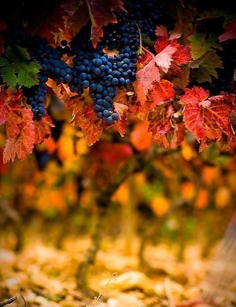 ������� | ���� 2016 | ������ | �������� | ������ - 20 ������� 2017 � 13:38 - 5