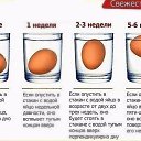  Chedog, , 41  -  2  2017   